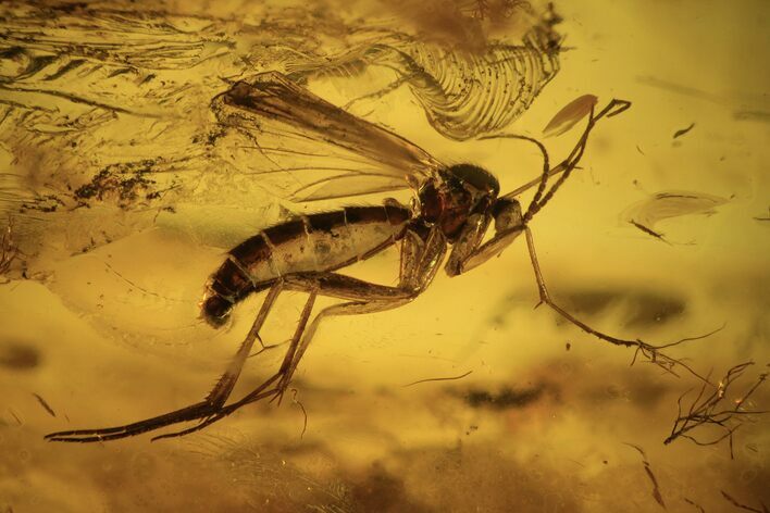 Two Fossil Flies (Diptera) In Baltic Amber #123385